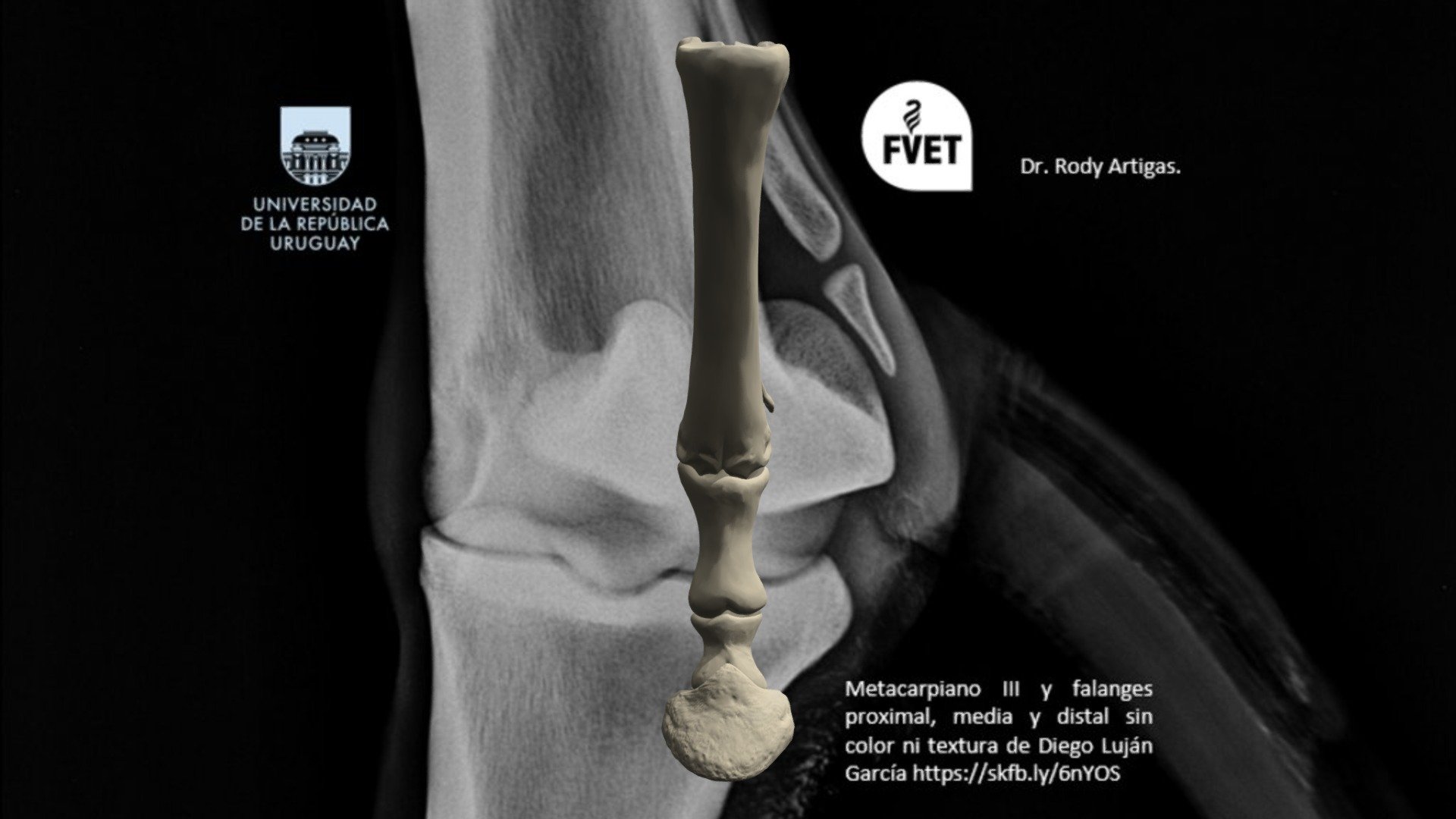 Polidactilia lateral en un equino.