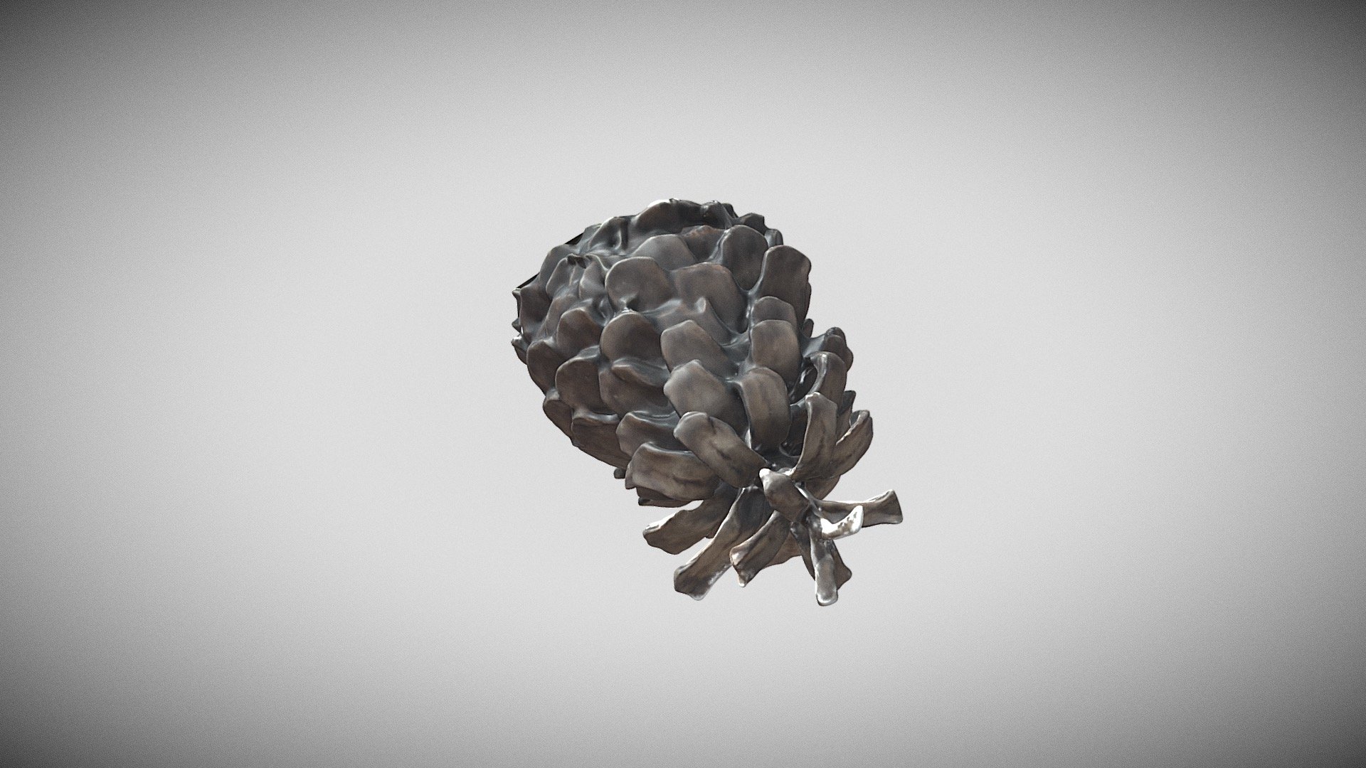 Brazil - Pinaceae _
