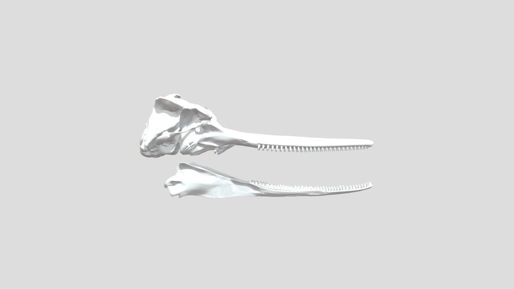 Baiji/ Yangtze river dolphin skull