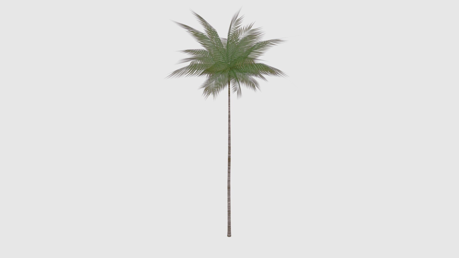 Skinny Palm