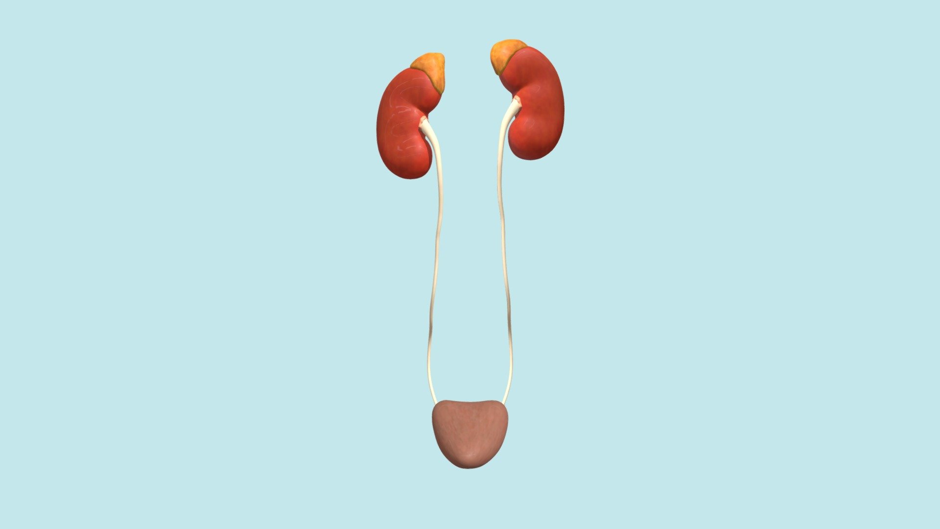 Urinary System - 3D Model By Lmuska2 [56632c5] - Sketchfab