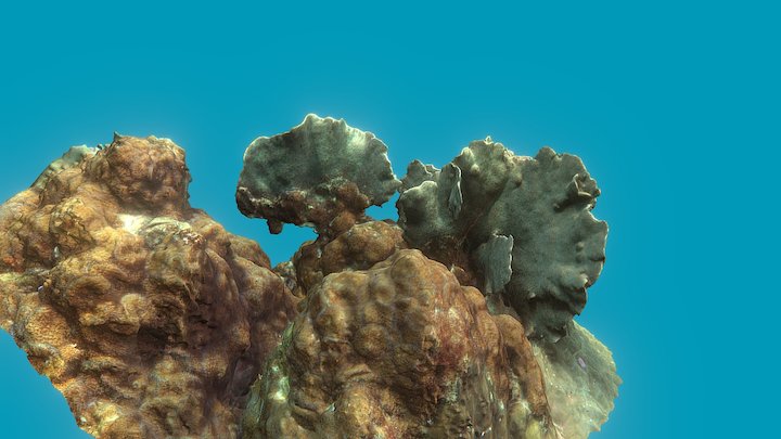 Pavona Coral 3D Model