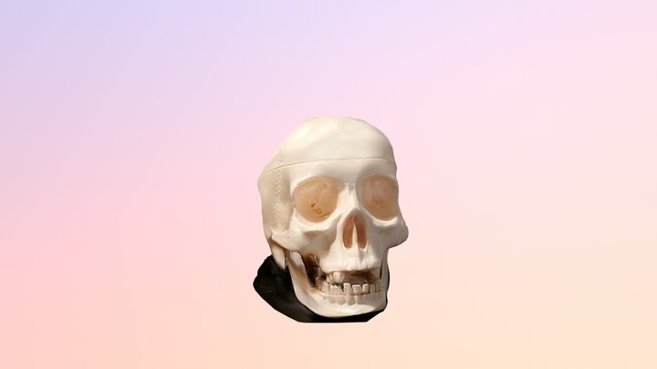skull vasya 3D Model