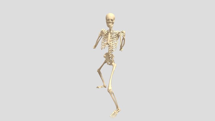 29human-skeleton 3D Model