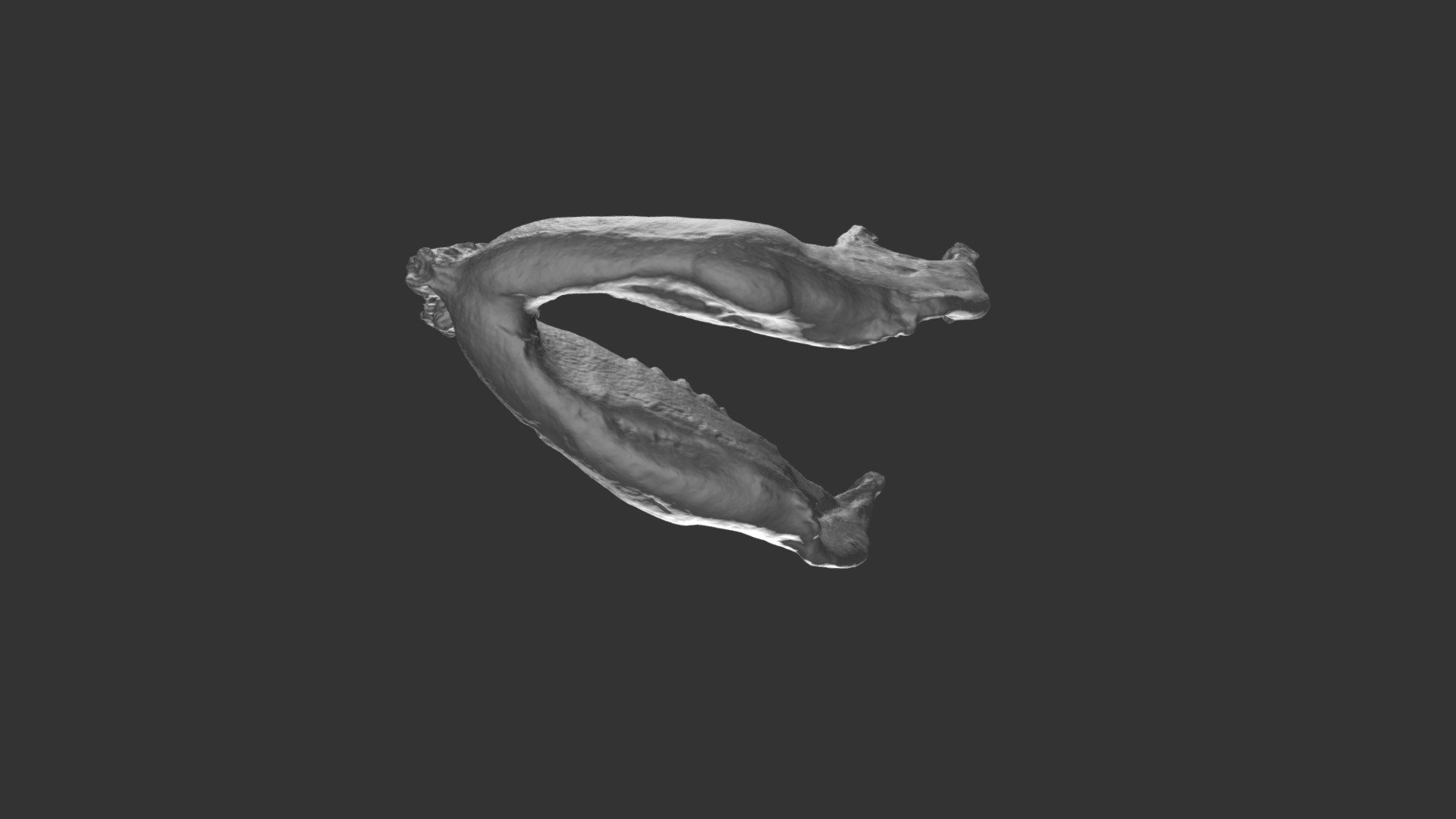 Mammut pacificus mandible