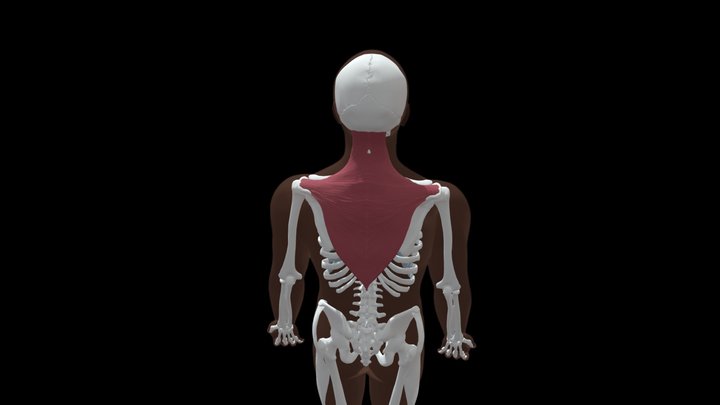 Trapezius – Free 3D Model STL