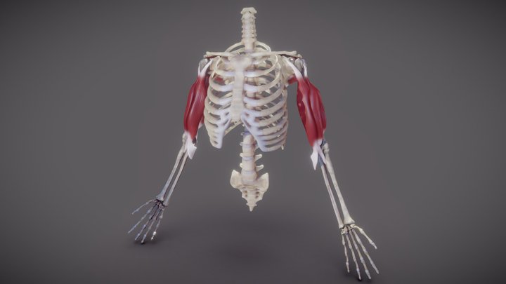 Upper arm muscles 3D Model