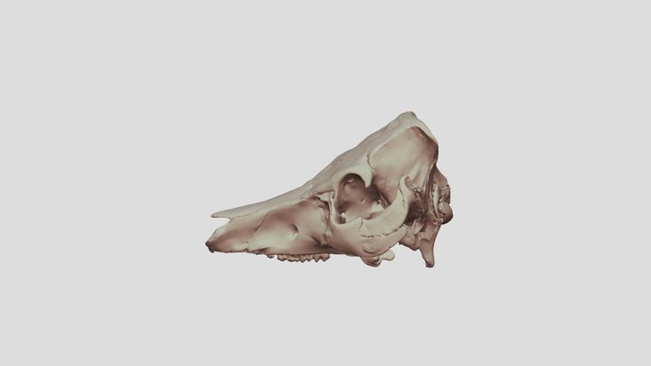ブタ　頭骨 3D Model