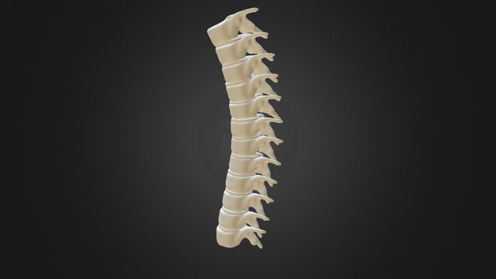 Spine Project WIP 3D Model