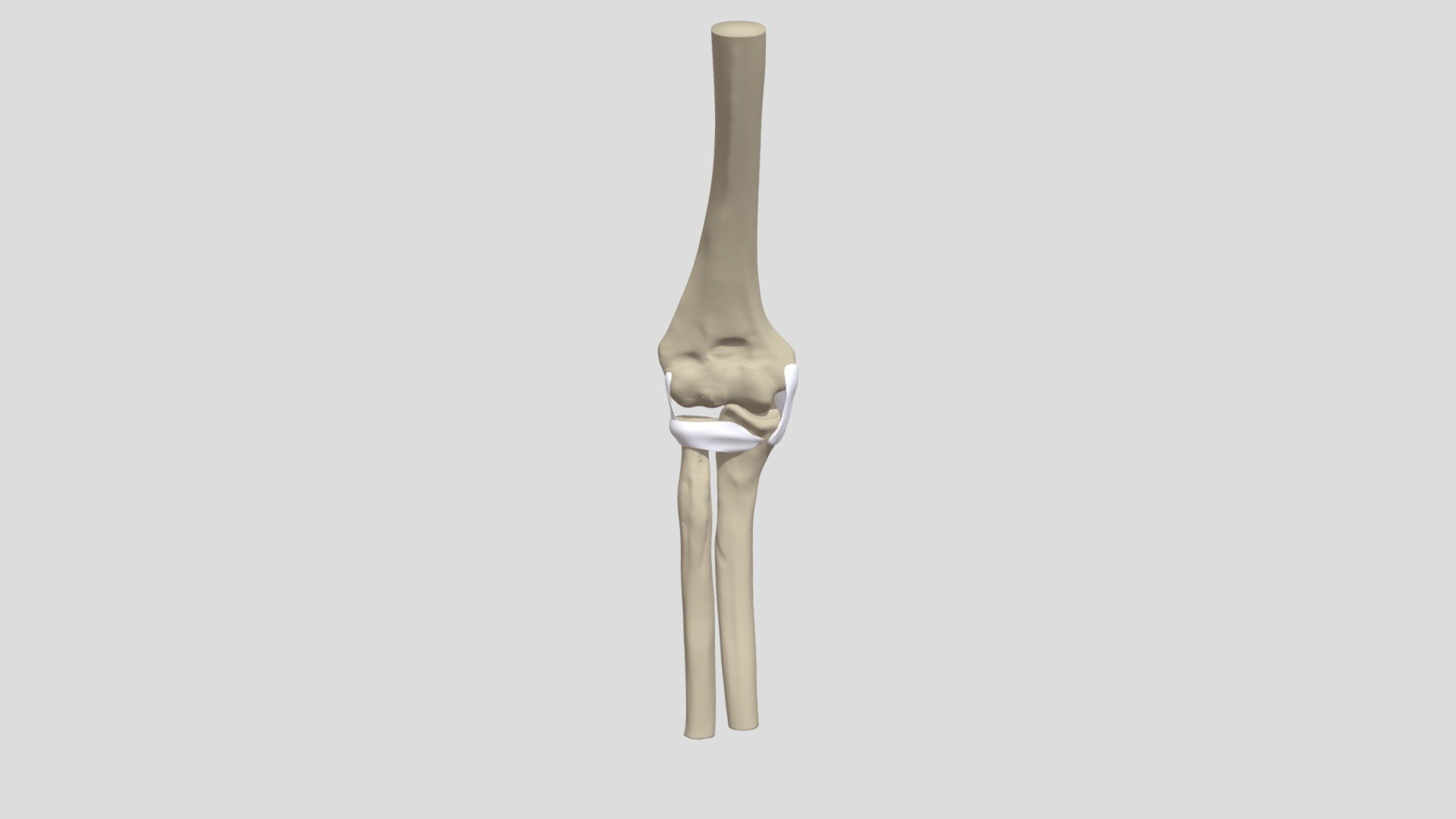 The Elbow Joint By Sydney Agger 3D model by AggerIllustration