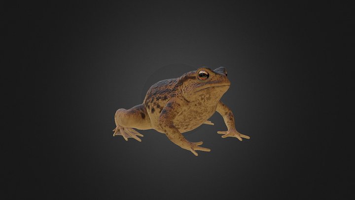 Gewone Pad - Common Toad 3D Model
