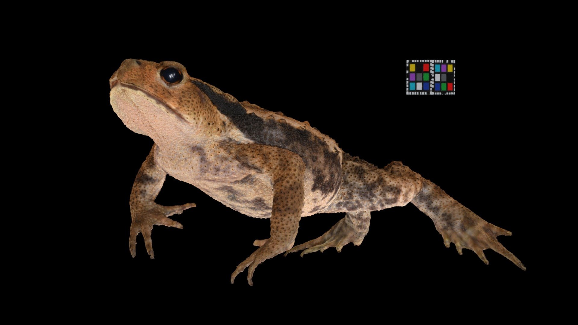 ニホンヒキガエル Toad, Bufo japonicus japonicus