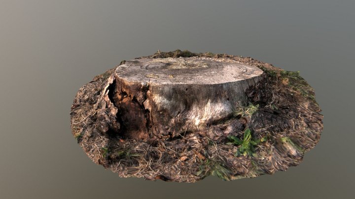 Tree Trunk 3D Model