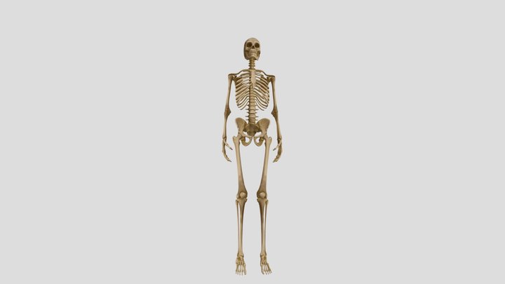 multimedia 3d 3D Model