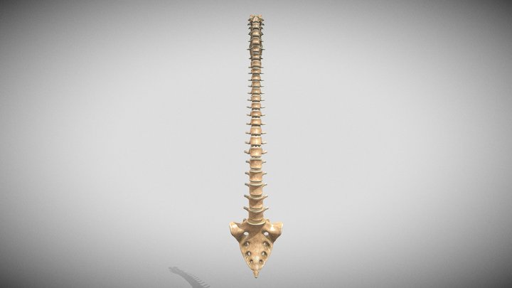 spine middle poly 3D Model