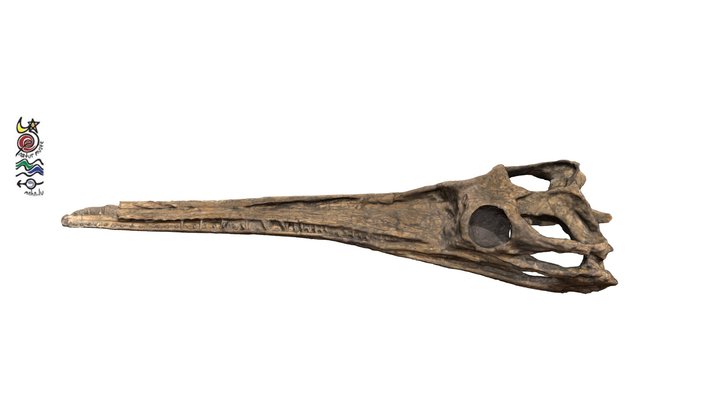 Steneosaurus gracilirostris TU515 3D Model