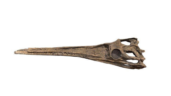 Steneosaurus gracilirostris TU515 3D Model