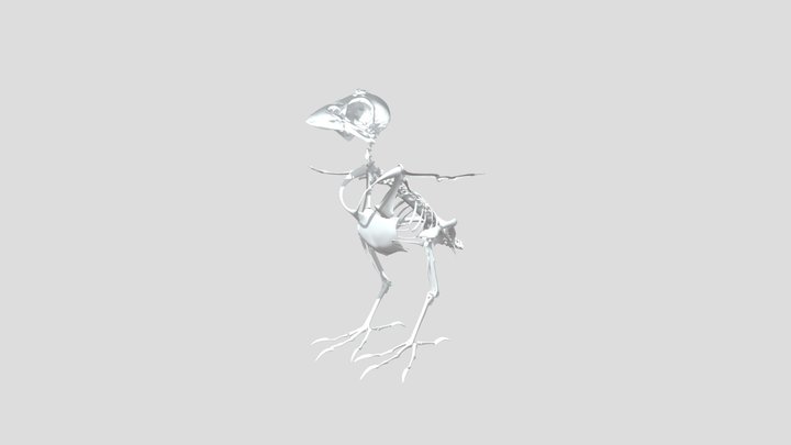 Indian House Sparrow_Skeleton 3D Model