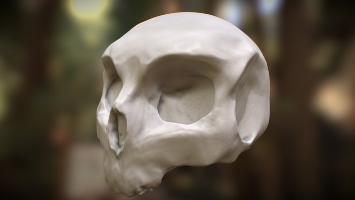 upper skull practice 01 3D Model