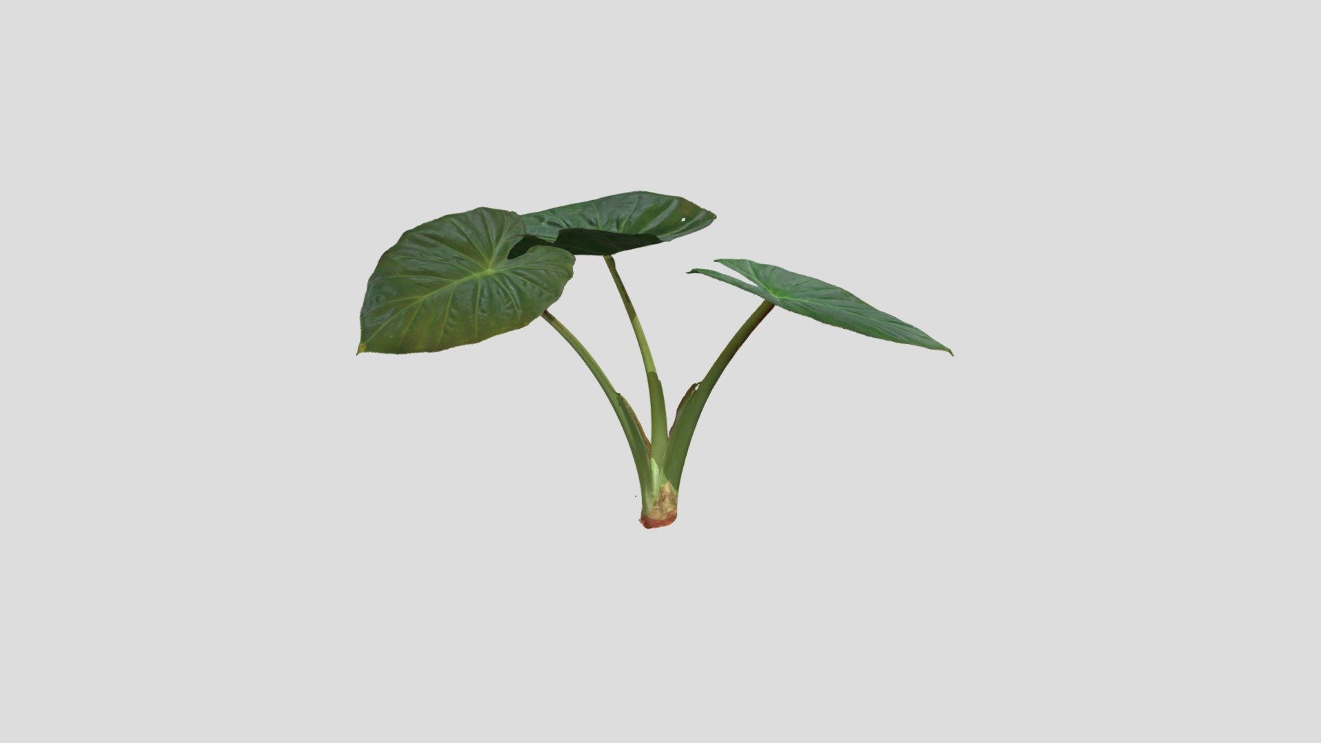 Alocasia Wentii
