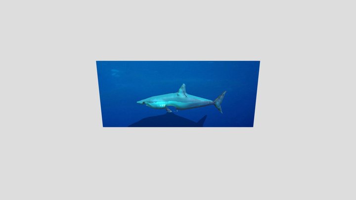 Ikan Hiu 3D Model