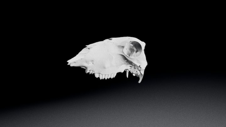 Sheep Skull 2017 - Quad Retop 3D Model