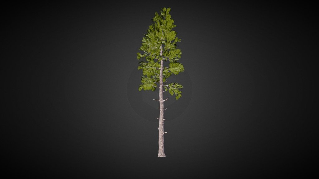 Pseudotsuga menziesii (Douglas fir)