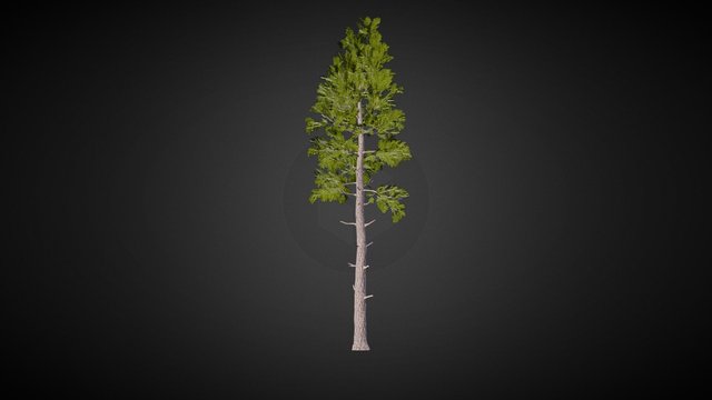 Pseudotsuga menziesii (Douglas fir) 3D Model