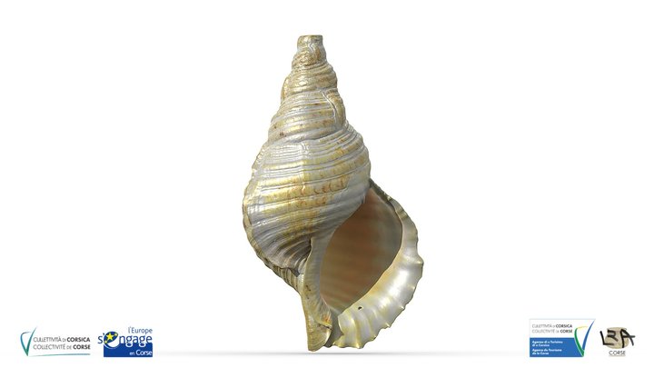 Columbu, conque marin, marine conch 3D Model