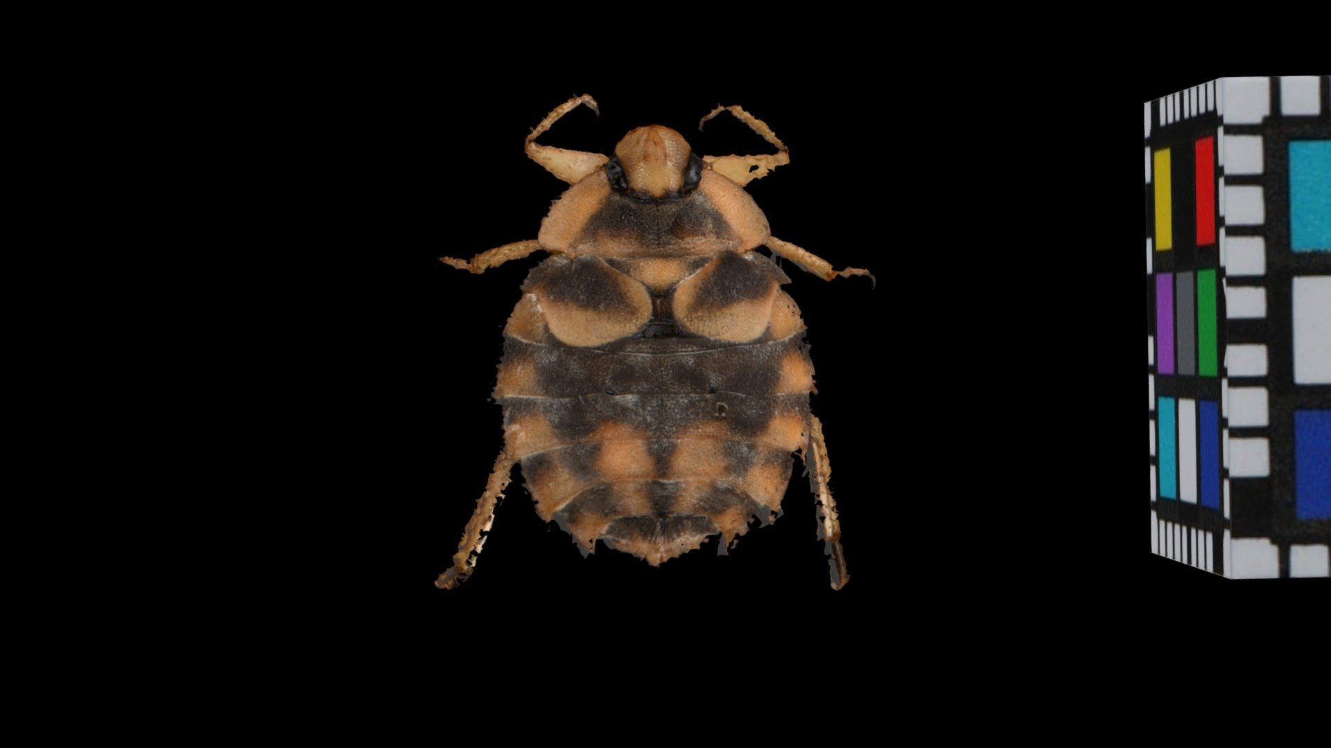 ナベブタムシ Aphelocheirus vittatus