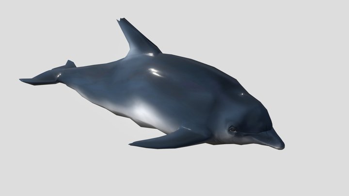 dolphin animation loop 3D Model