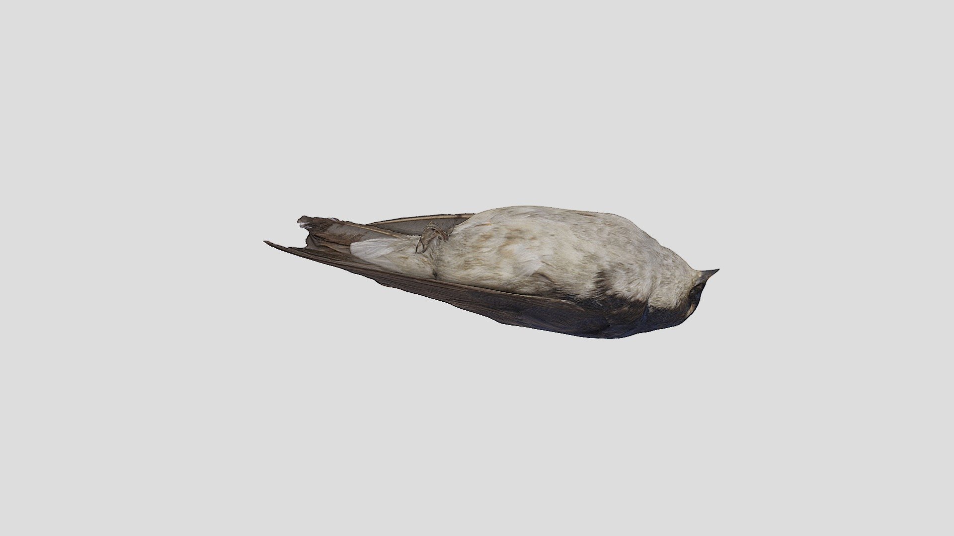 Tree Swallow
