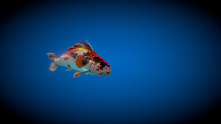 Koi Fish 3D Model