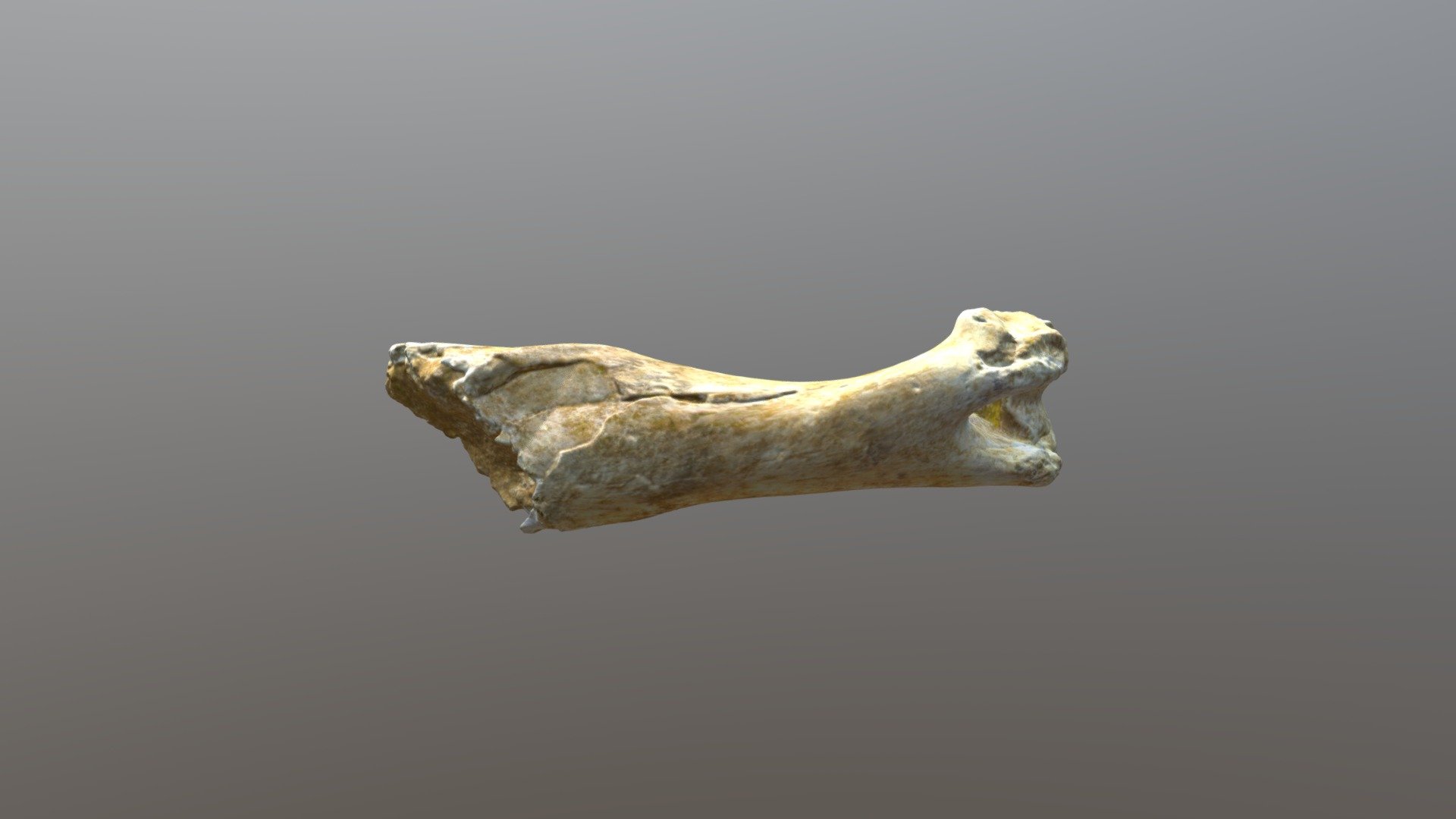 Equus Humerus Right (VCU_3D_3105)