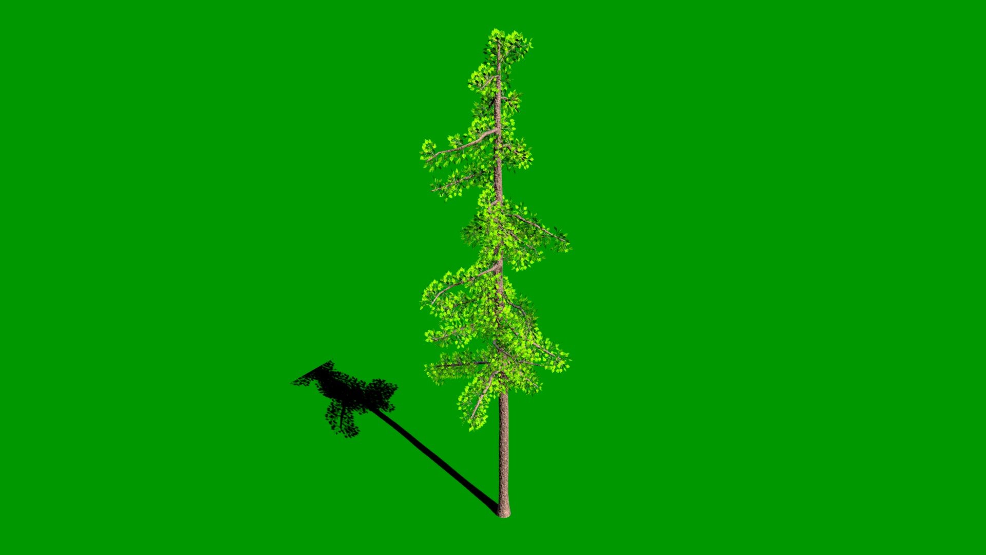 Birch Tree