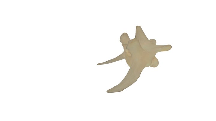 Lumbar Vertebra 3D Model