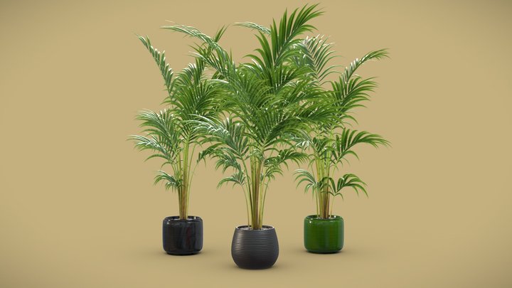 Areca Palms 3D Model