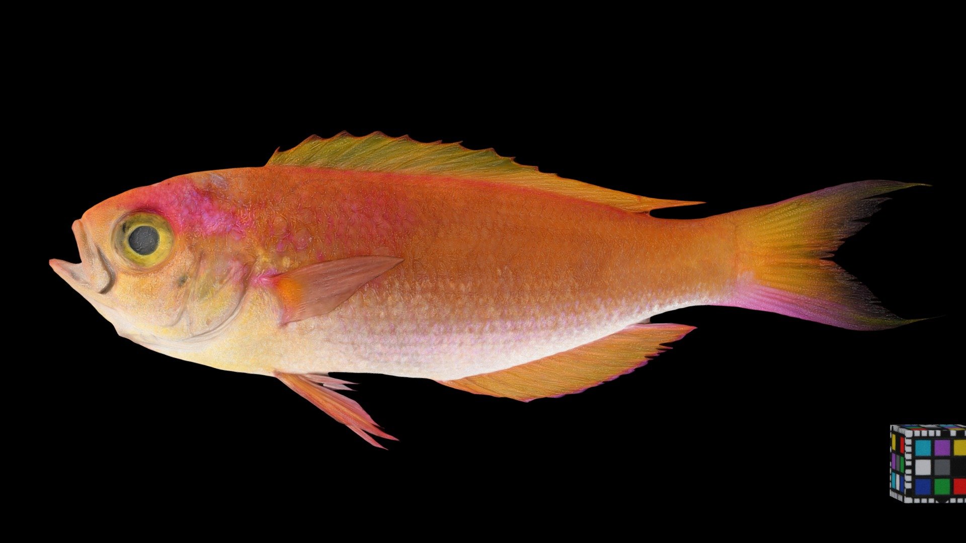 シキシマハナダイ Yellowsail Red Bass, C. japonicus
