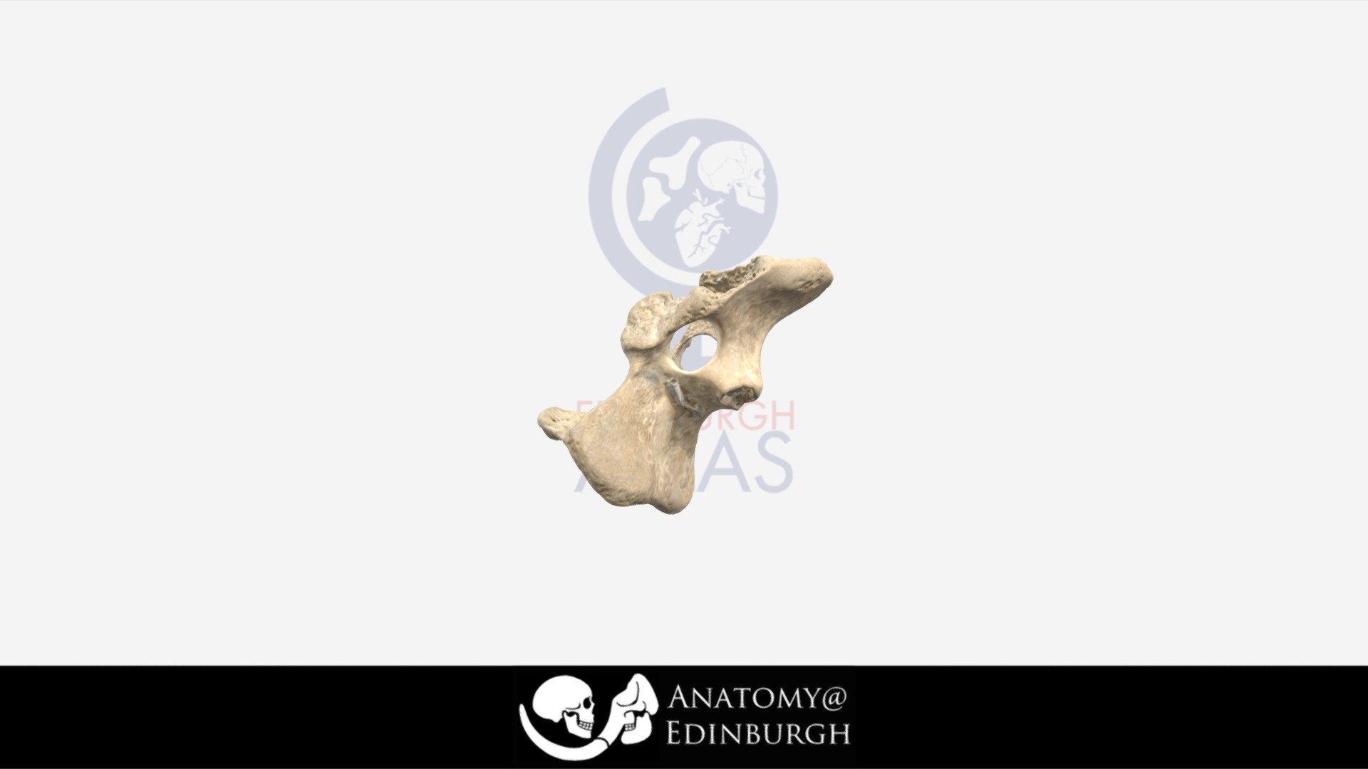 Unknown Bone Fragment #1: Cow Cervical Vertebra — Sketchfab embed 3D viewer