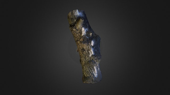 Fallen tree 3D scan, with lichen and snow 3D Model