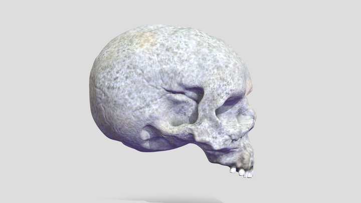 Crane Skull Vanitas nature morte 3D Model