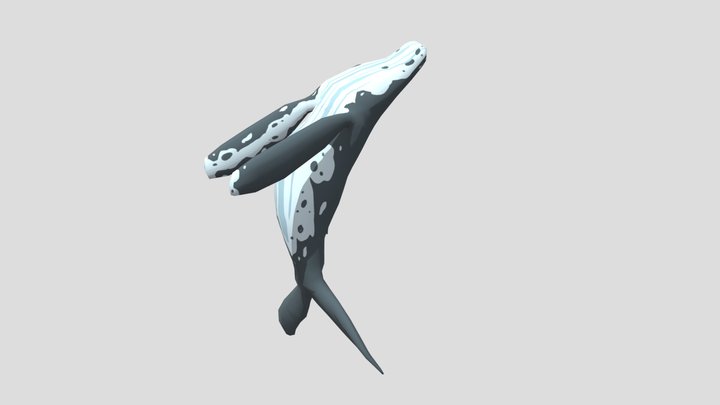 Whale 3D Model
