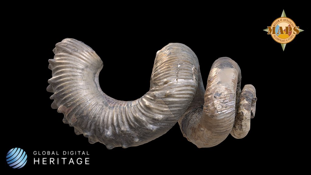 Ammonite