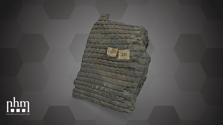 Sigillaria ornata (NHMW-GEO-2024/0188/11077) – Free 3D Model STL