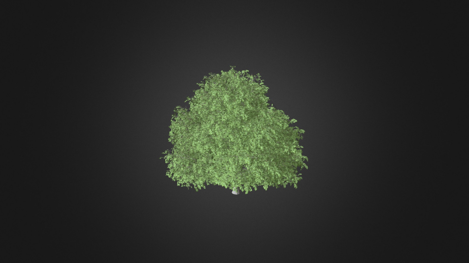 3D model Small-leaved Lime 4 (Tilia cordata) - This is a 3D model of the Small-leaved Lime 4 (Tilia cordata). The 3D model is about map.