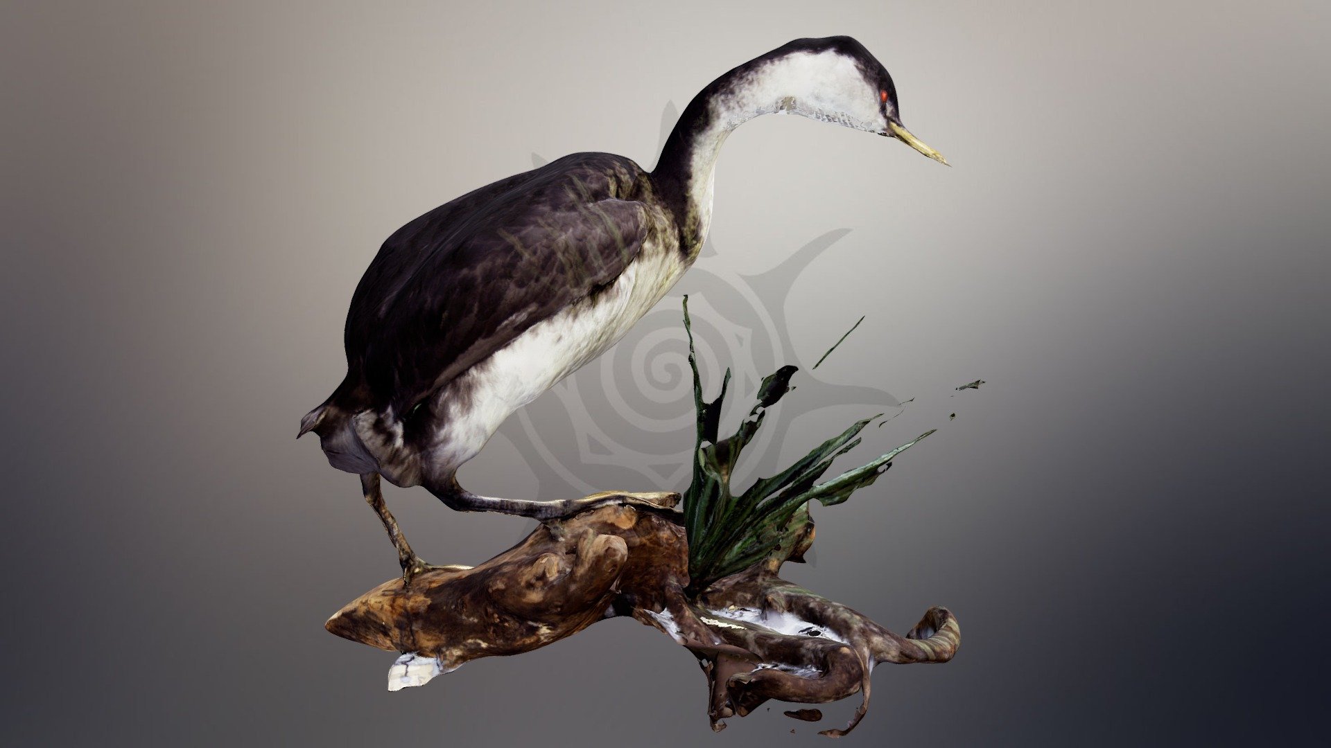 Западноамериканская пеганка | Western grebe