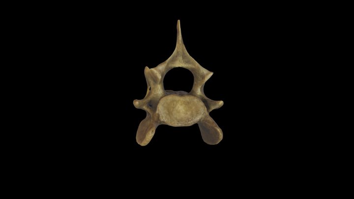 Pig- Cervical Vertibra 3D Model