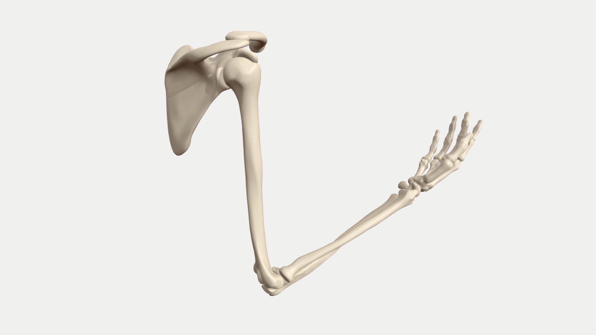 Elbow flexion - arm bones animated - 3D model by pearsetoomey  (@pearsetoomey) [56be24d]
