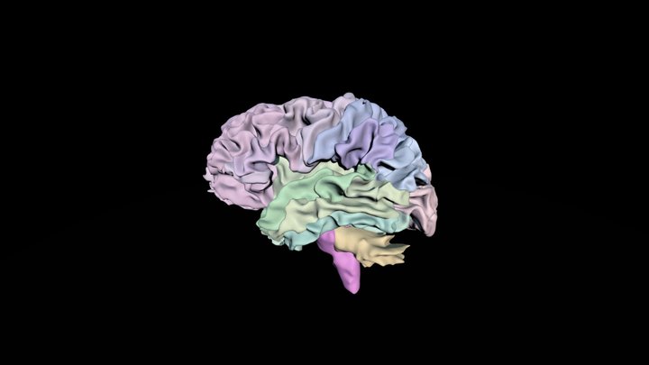 Brain White Matter 3D Model