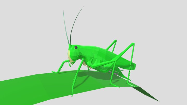 Katydid – Modello 3D gratuito STL